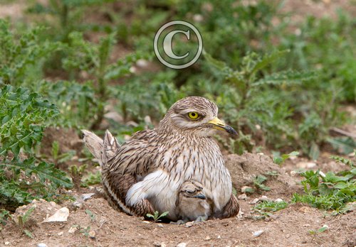Stone Culew and Chick